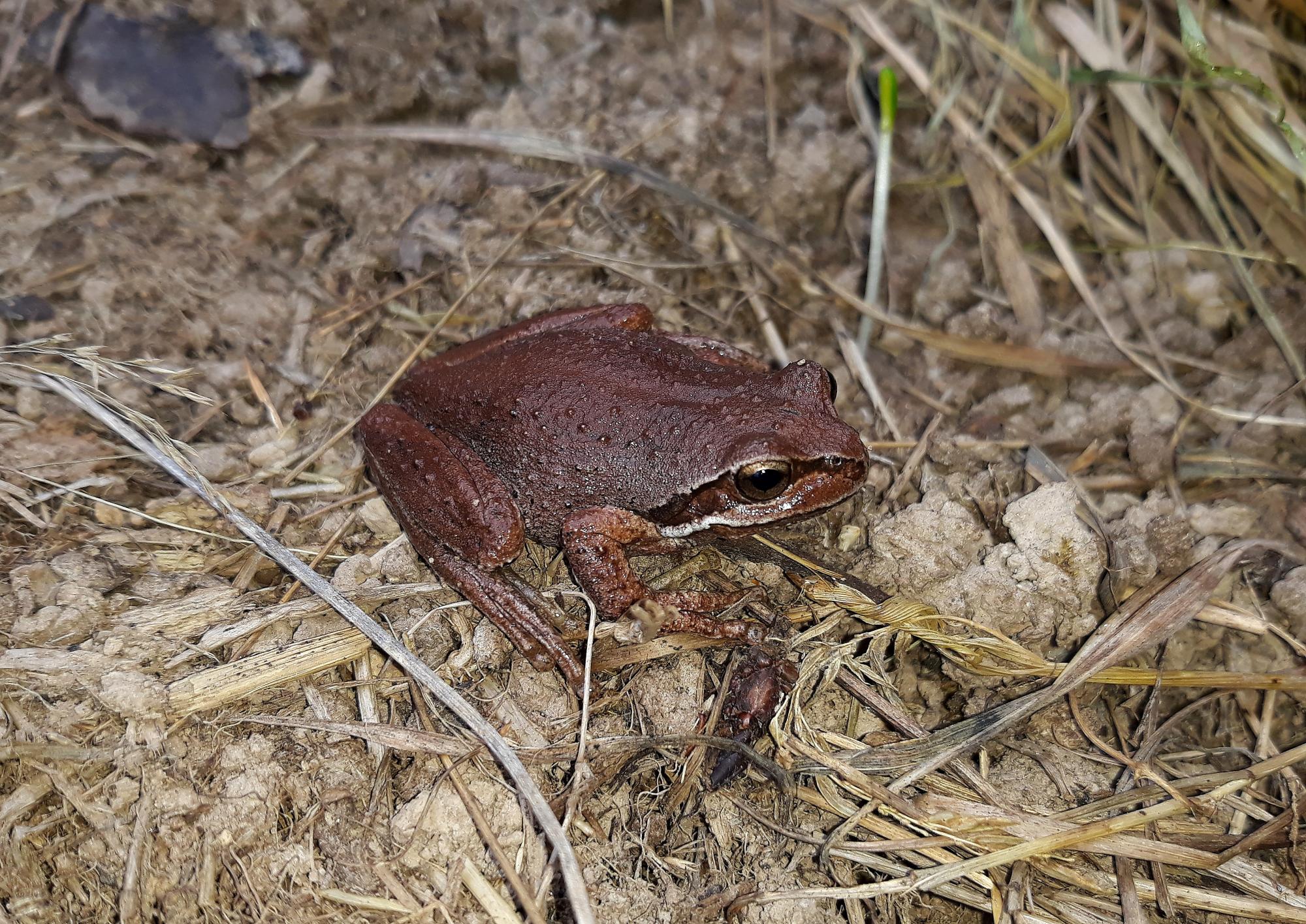 Litoria ewingii NZHS